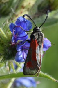 <i>Zygaena sarpedon</i>