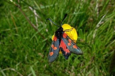 <i>Zygaena trifolii</i>