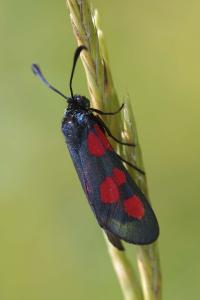 <i>Zygaena trifolii</i>
