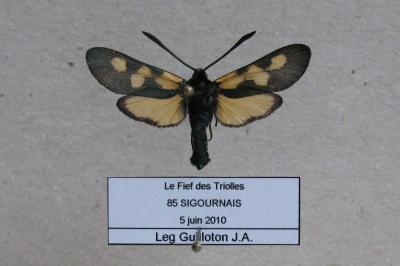 <i>Zygaena trifolii</i>