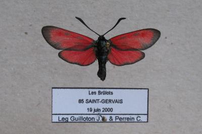 <i>Zygaena trifolii</i>
