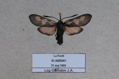 <i>Zygaena trifolii</i>