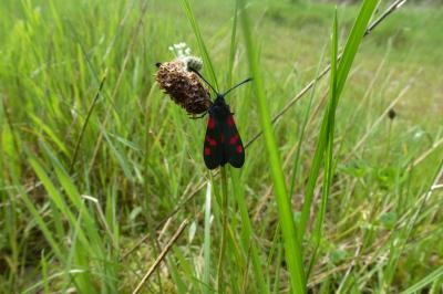 <i>Zygaena trifolii</i>
