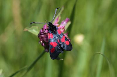 <i>Zygaena trifolii</i>