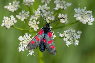 <i>Zygaena trifolii</i>