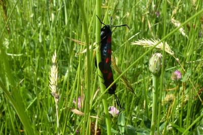 <i>Zygaena trifolii</i>