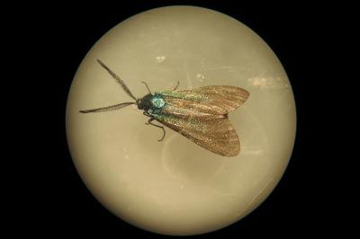 <i>Adscita statices</i>