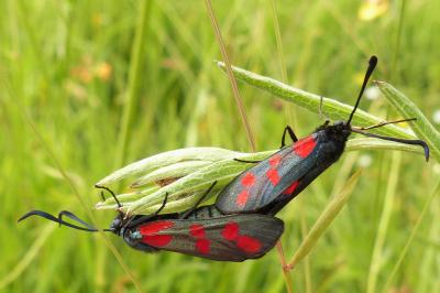 <i>Zygaena filipendulae</i>