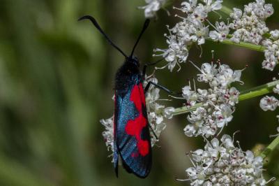 <i>Zygaena trifolii</i>