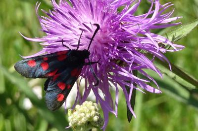 <i>Zygaena trifolii</i>