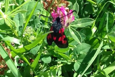 <i>Zygaena trifolii</i>