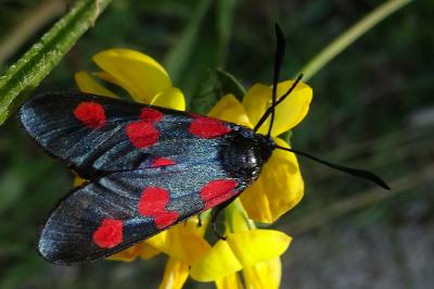 <i>Zygaena trifolii</i>
