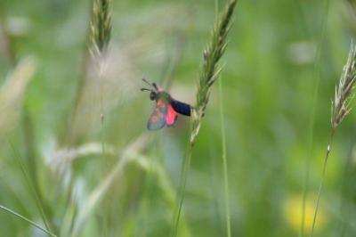 <i>Zygaena trifolii</i>