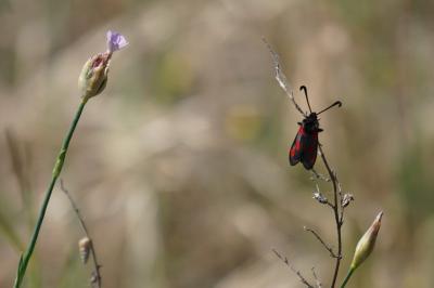 <i>Zygaena sarpedon</i>