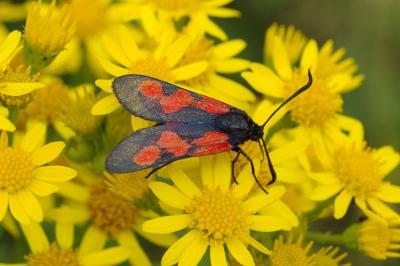 <i>Zygaena trifolii</i>