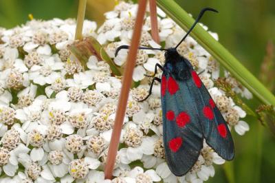 <i>Zygaena trifolii</i>