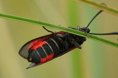 <i>Zygaena sarpedon</i>