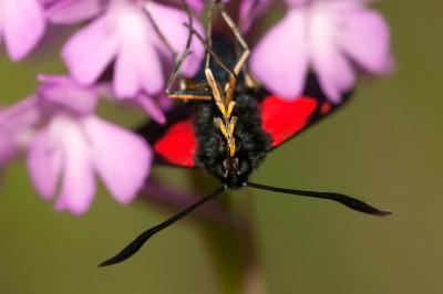 <i>Zygaena trifolii</i>