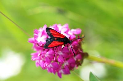 Zygaena trifolii